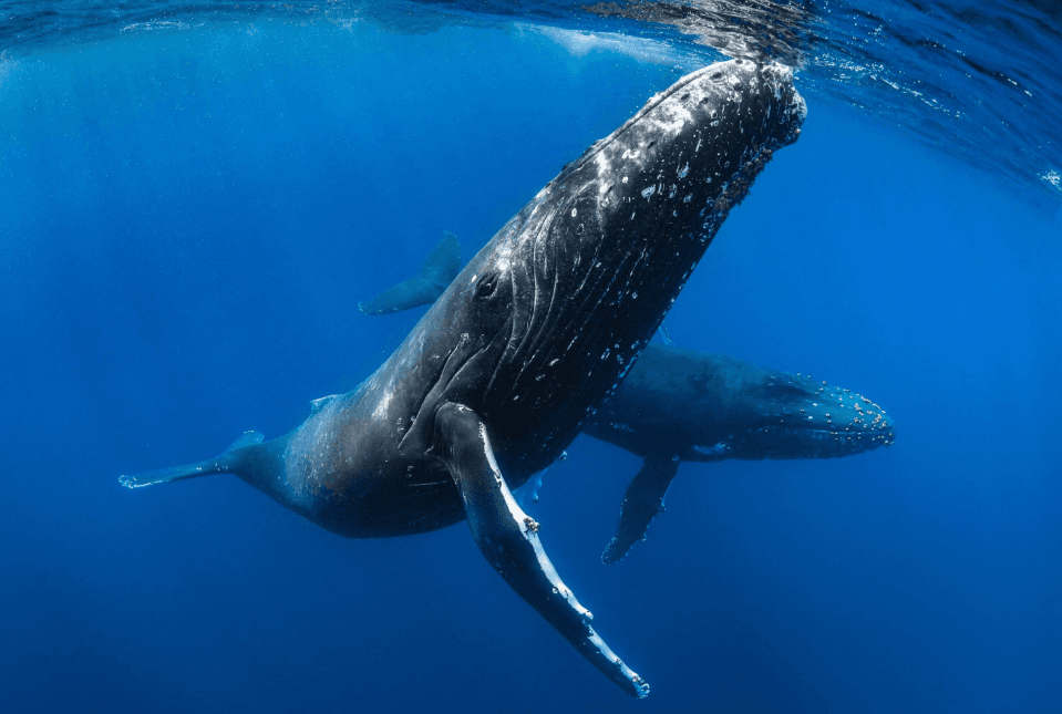 How Scientists Compare Humpback Whale Songs Across Years