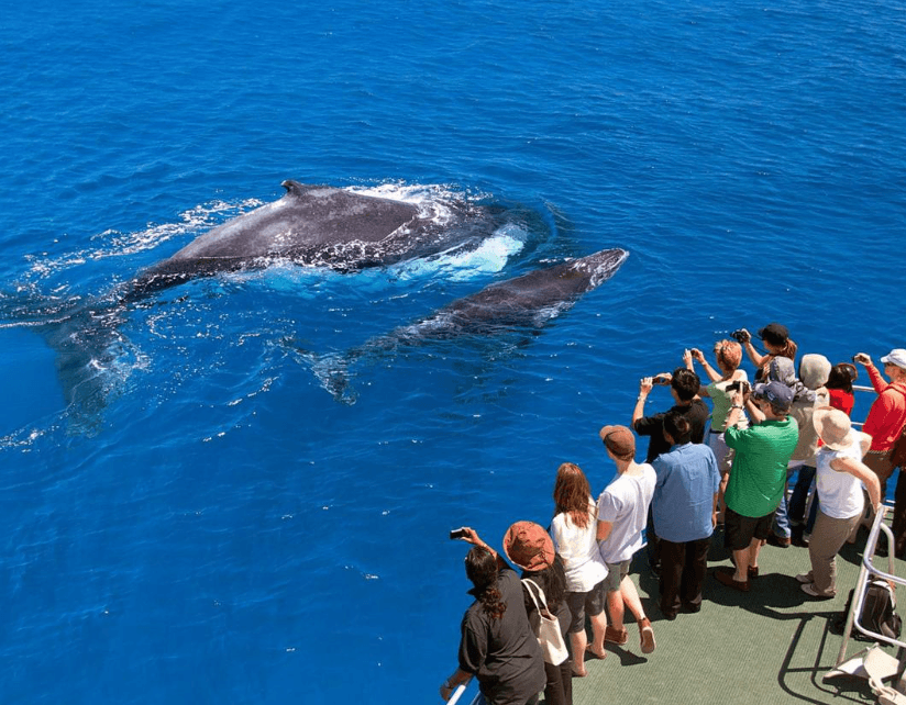 How Do Humpback Whales Eat Without Teeth?