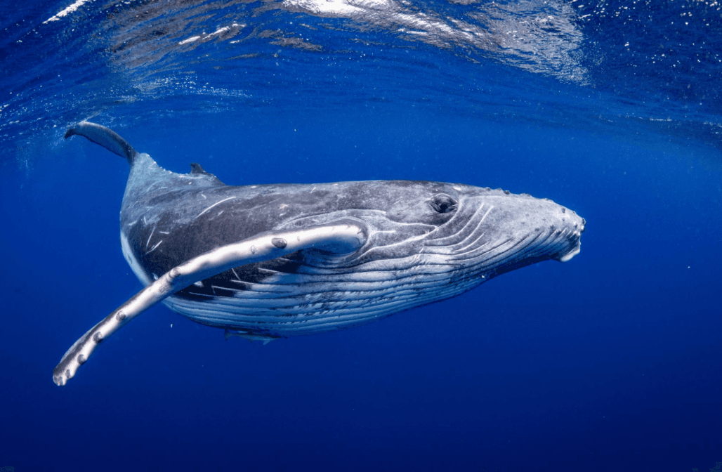 Cómo los científicos identifican a las ballenas jorobadas por las aletas de la cola