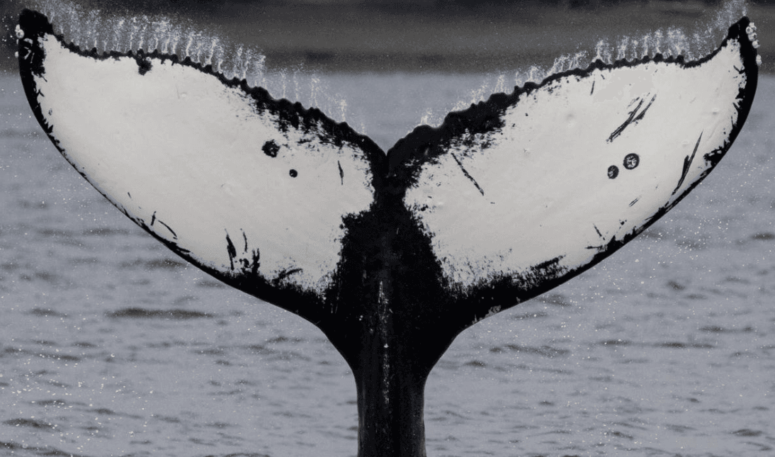 How Scientists Identify Sections of Humpback Whale Songs