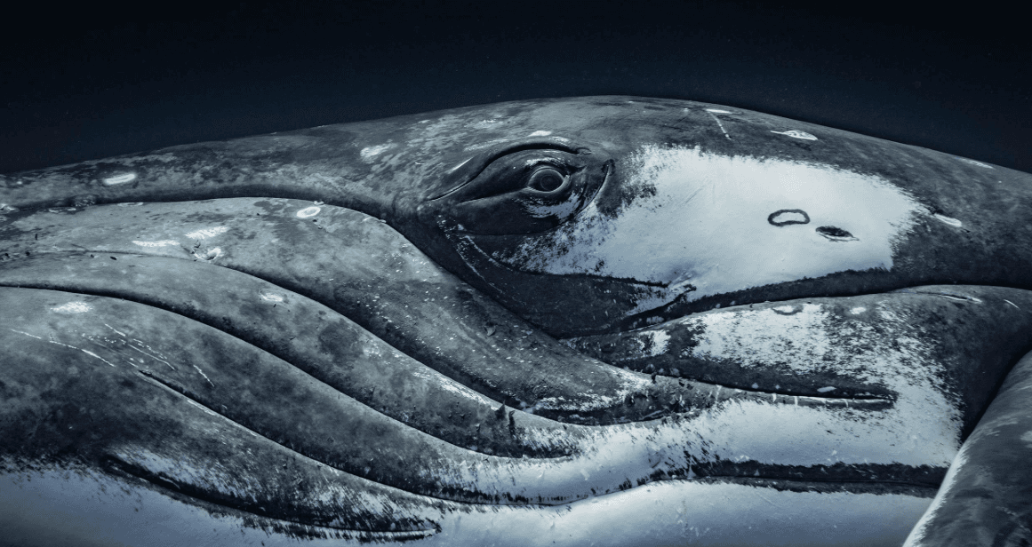 Kambur Balinalar Samaná Körfezi'nde Neden Kuyruklarını Vurur? - Samaná Bay Whale Watching Guide