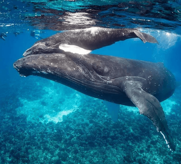 Warum Buckelwale vor langen Tauchgängen ihre Atmung ändern - Samaná Bay Whale Watching Guide