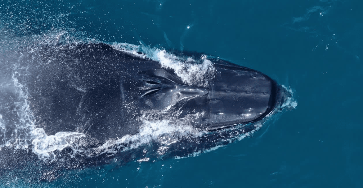 Wie Wissenschaftler Buckelwale in der Samaná-Bucht zählen - Samaná Bay Whale Watching Guide