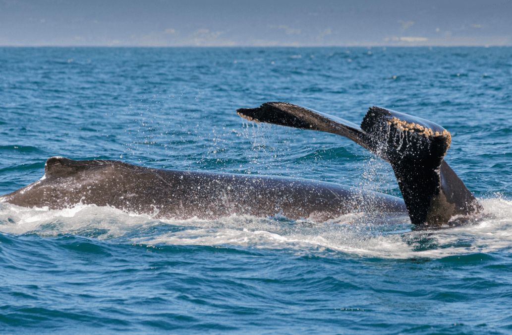Cómo los científicos identifican ballenas jorobadas en reposo en la Bahía de Samaná
