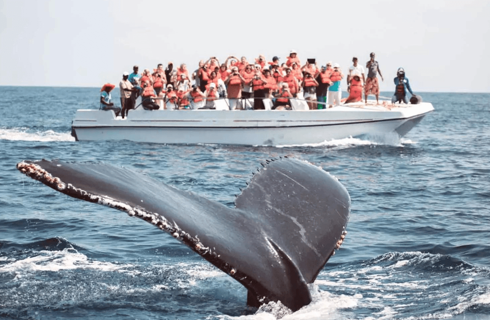 Samaná Whale Watching 2027: Kompletní průvodce pro návštěvníky