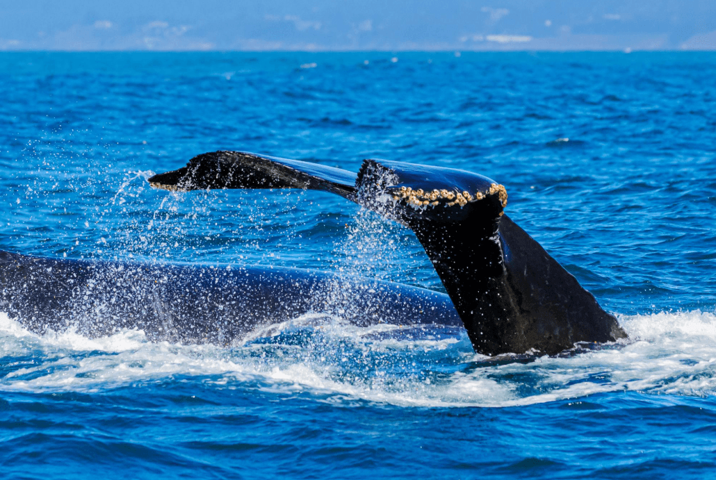 Cómo el ruido de los barcos afecta la comunicación de las ballenas en la Bahía de Samaná