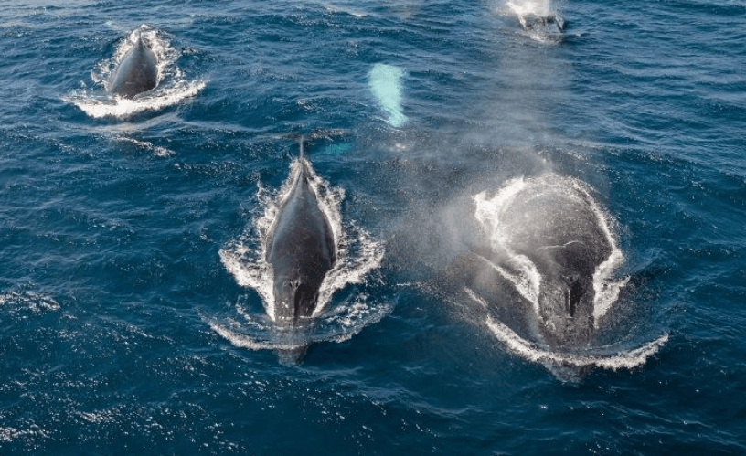 Wie sich die Meerestemperatur auf Buckelwale in der Samaná-Bucht auswirkt - Samaná Bay Whale Watching Guide