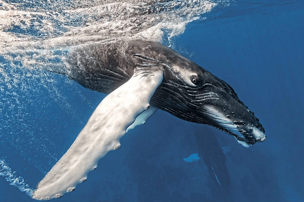 Hogyan vezetjünk bálnaleső naplót Samanában - Samaná Bay Whale Watching Guide