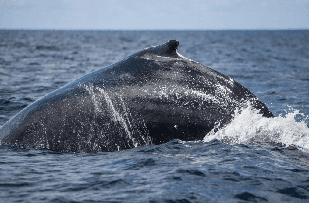 座头鲸解剖：萨美纳湾游客指南 - Samaná Bay Whale Watching Guide