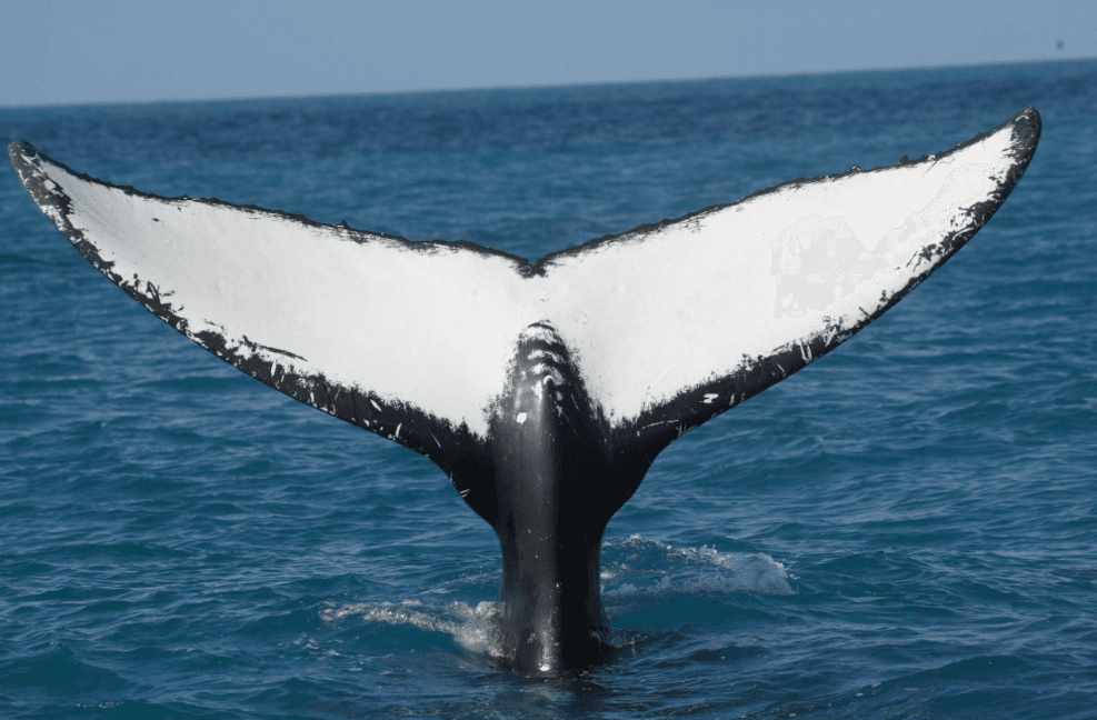 Comment les baleines à bosse utilisent leurs sens dans l'océan - Samaná Bay Whale Watching Guide