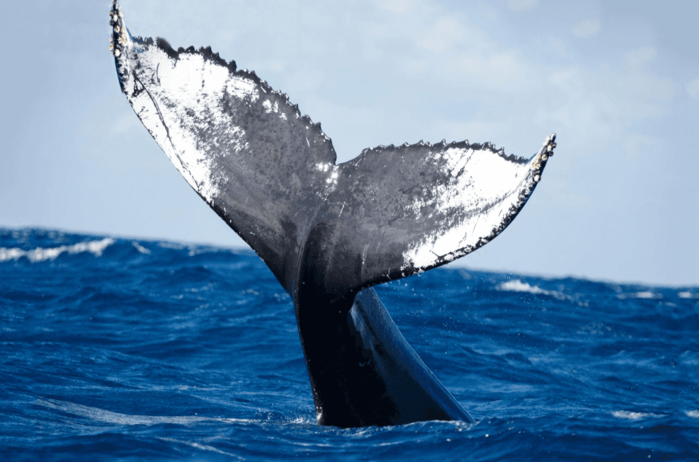 How Humpback Whales Use Different Areas of Samaná Bay