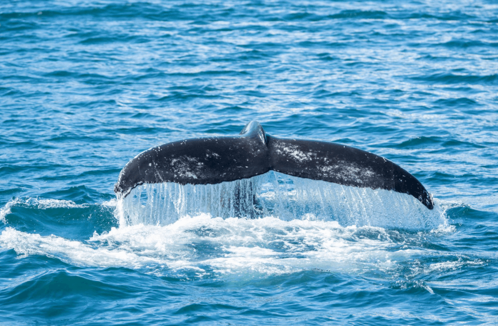 Tururi ecologice în Samaná: Cum să alegi un operator responsabil - Samaná Bay Whale Watching Guide