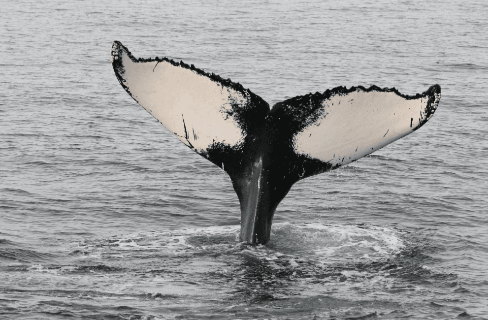 Verantwortungsbewusstes Wandern in Samaná: Wichtige Wandertipps - Samaná Bay Whale Watching Guide