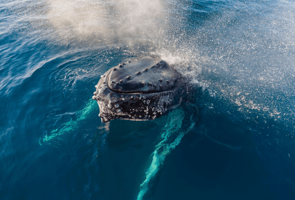 Humpback Whale Tail Flukes: Markings, Shape & Facts - Samaná Bay Whale Watching Guide