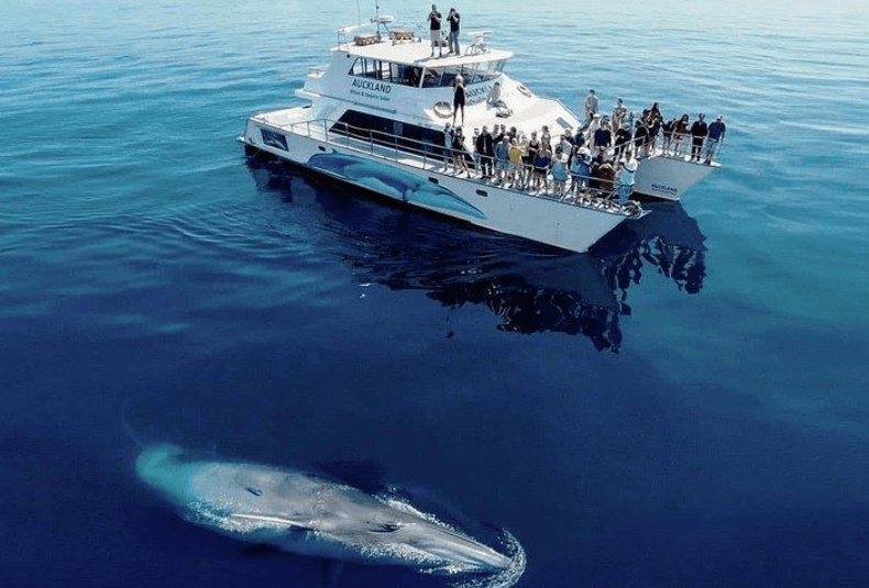Colpi della coda delle megattere nella baia di Samaná: cosa sapere - Samaná Bay Whale Watching Guide
