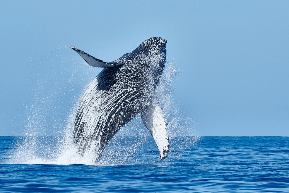 Barbas de ballena jorobada: cómo estos gigantes filtran la comida - Samaná Bay Whale Watching Guide