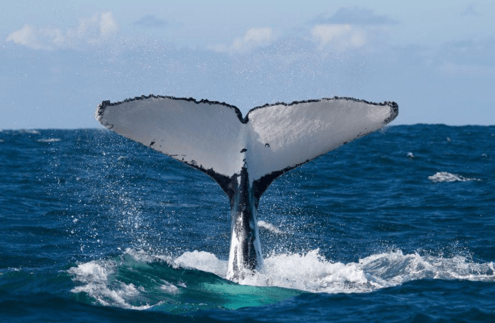 Cómo estiman los científicos la edad de la cría de ballena jorobada en Samaná