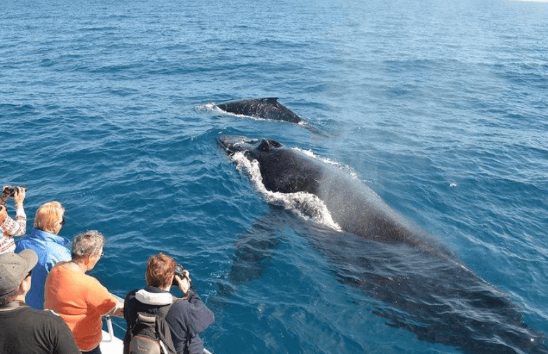 Why Does the Ocean Change Color During Whale Watching in Samaná Bay? - Samaná Bay Whale Watching Guide
