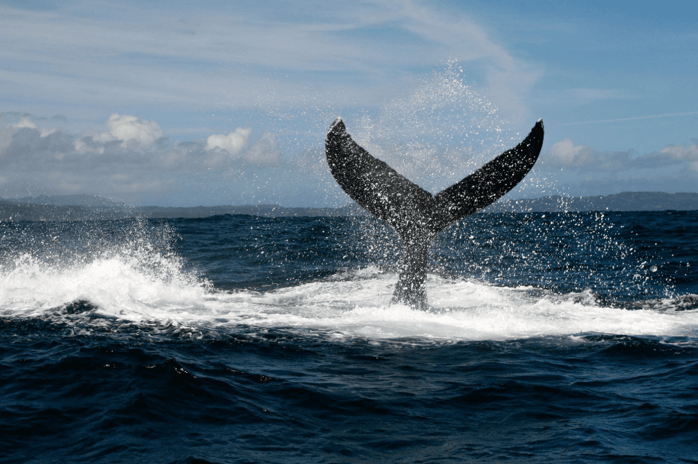 De ce oceanul arată uneori neted în timpul observației balenelor în golful Samaná? - Samaná Bay Whale Watching Guide