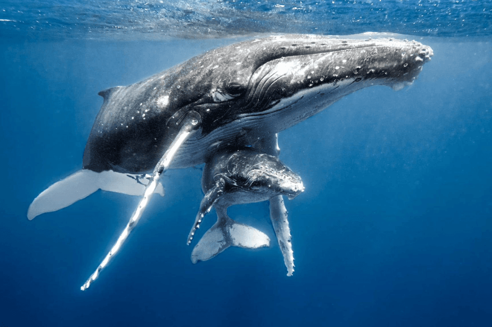 ¿Dónde se encuentran las ballenas jorobadas en la Bahía de Samaná en diferentes momentos del día?