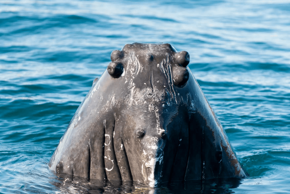 Wie Unterwasserlandschaften Wallebensräume prägen - Samaná Bay Whale Watching Guide