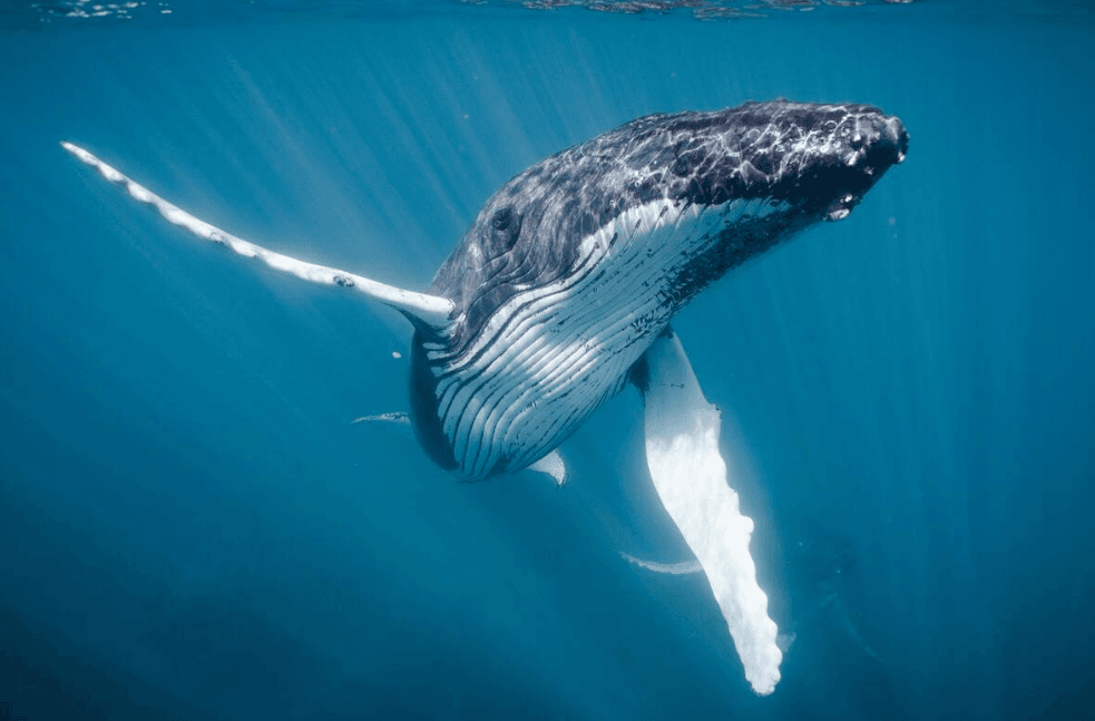 ¿Las ballenas jorobadas prefieren ciertas profundidades del agua en la Bahía de Samaná?