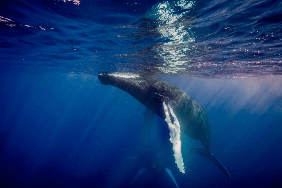 Wie Buckelwal-Sichtungen aufgezeichnet und gemeldet werden - Samaná Bay Whale Watching Guide
