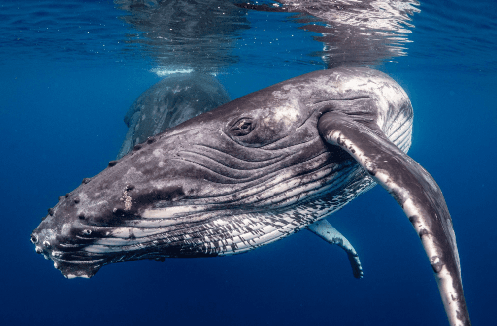 Zranenia veľrýb: Príčiny, liečenie a zotavenie - Samaná Bay Whale Watching Guide