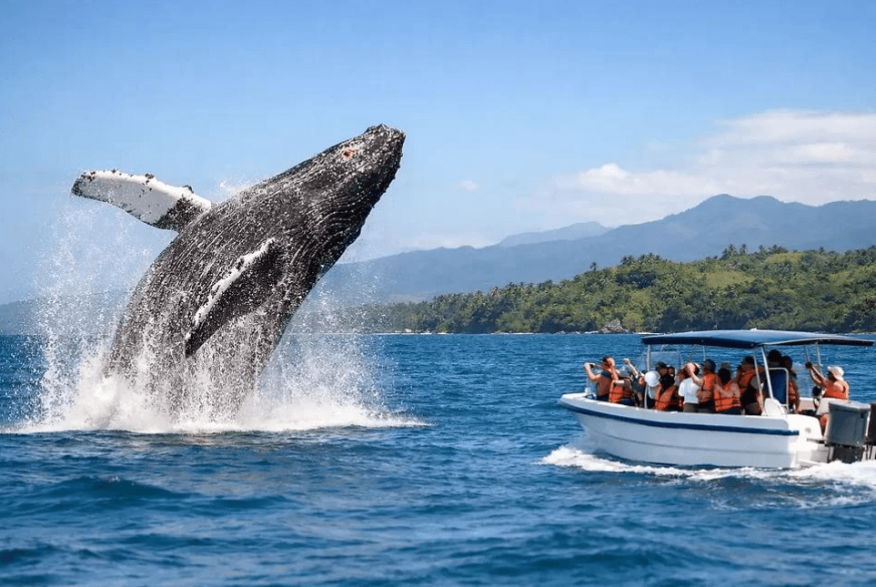 De ce balenele cu cocoașă schimbă viteza de înot în golful Samaná? - Samaná Bay Whale Watching Guide