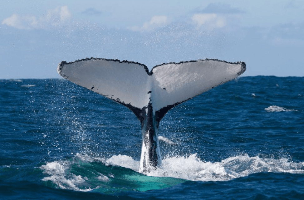 Seepocken auf Buckelwalen: Was Walläuse tun - Samaná Bay Whale Watching Guide