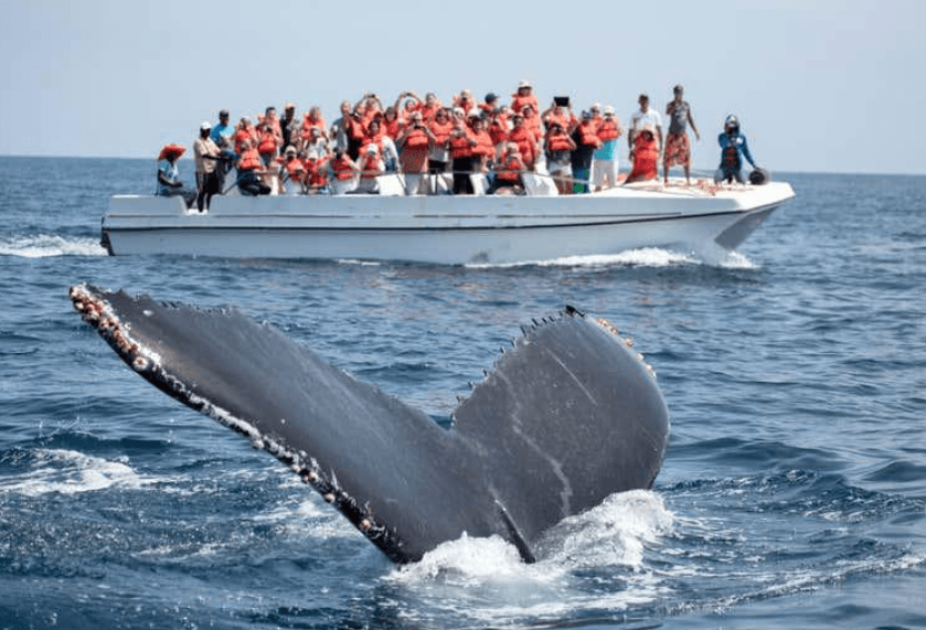 Miért úsznak körben a púpos bálnák Samanában? - Samaná Bay Whale Watching Guide