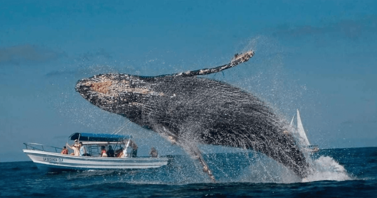 Why Humpback Whales Keep Surfacing in One Area - Samaná Bay Whale Watching Guide