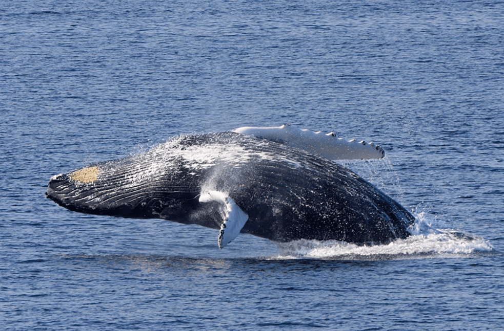 How Scientists Identify Humpback Whale Song Dialects