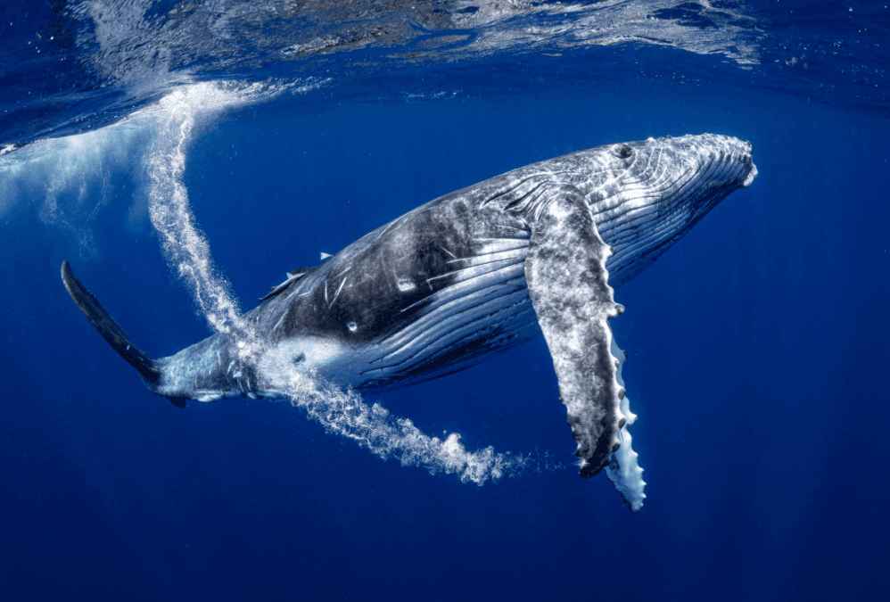 How Whale-Watching Guides Spot Whales on the Horizon