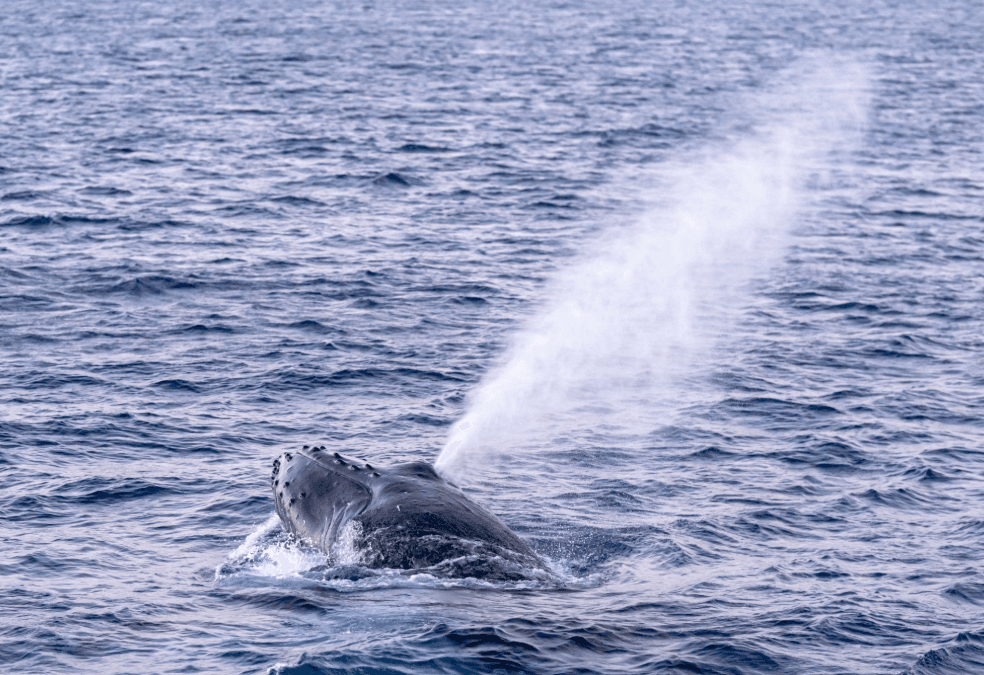Wie Buckelwale atmen, während sie in der Samaná-Bucht ruhen - Samaná Bay Whale Watching Guide