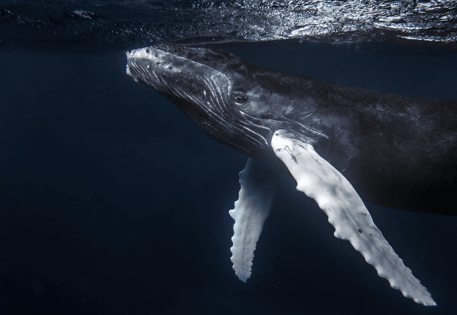 Jak keporkaci spí? Průvodce velrybou Samaná - Samaná Bay Whale Watching Guide