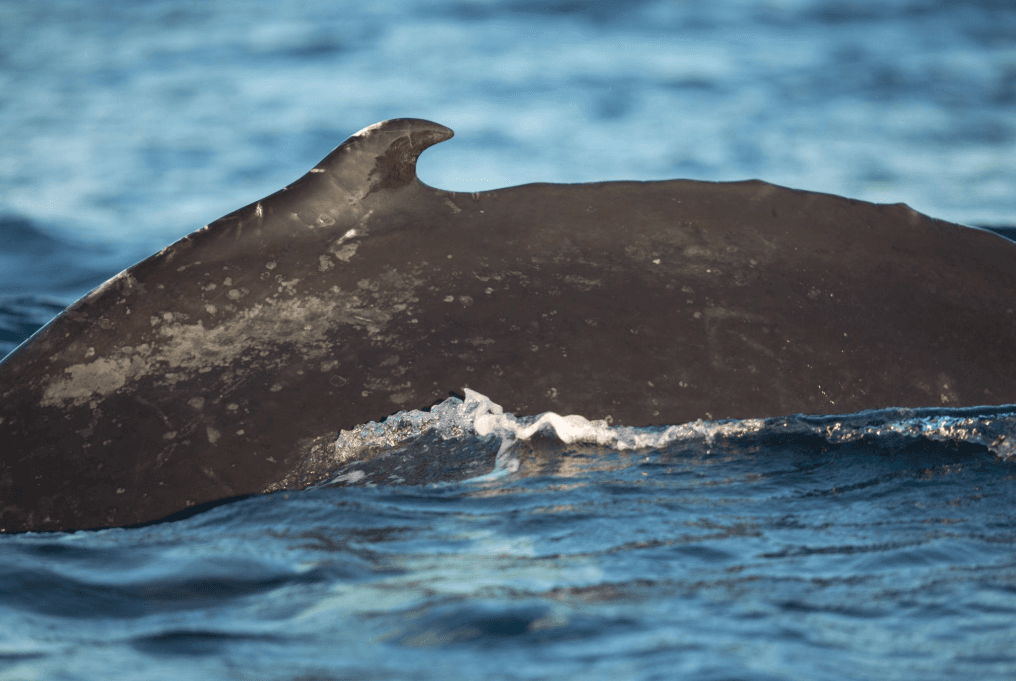 Wie Buckelwale ohne GPS durch das Meer navigieren - Samaná Bay Whale Watching Guide