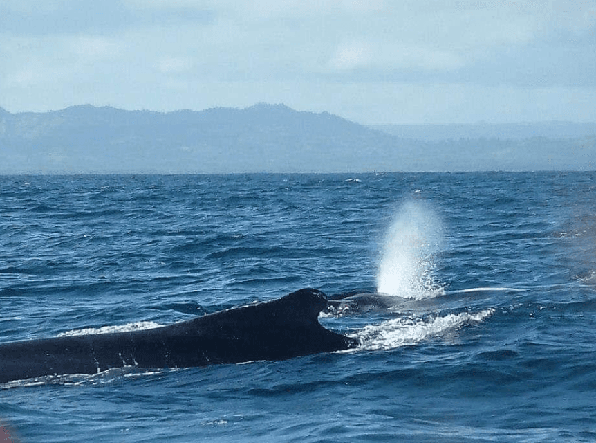 Buckelwal-Navigation: Wie sie die Karibik finden - Samaná Bay Whale Watching Guide