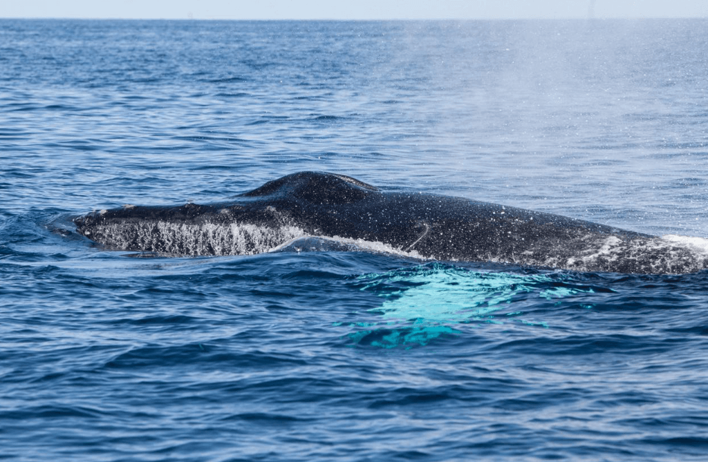Kehren Buckelwale jedes Jahr in die Bucht von Samaná zurück? - Samaná Bay Whale Watching Guide