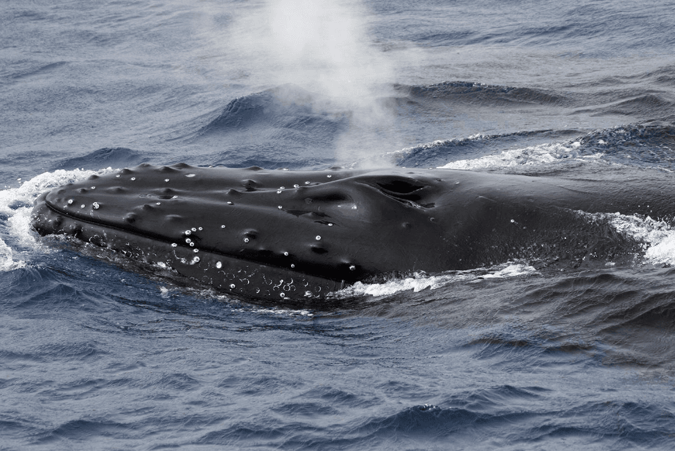 Buckelwal-Fortpflanzung in der Samaná-Bucht erklärt - Samaná Bay Whale Watching Guide