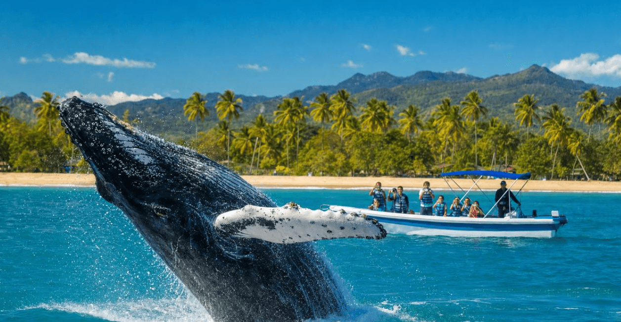 The Gentle Giants of Samaná: Kompletní průvodce pro návštěvníky 2027