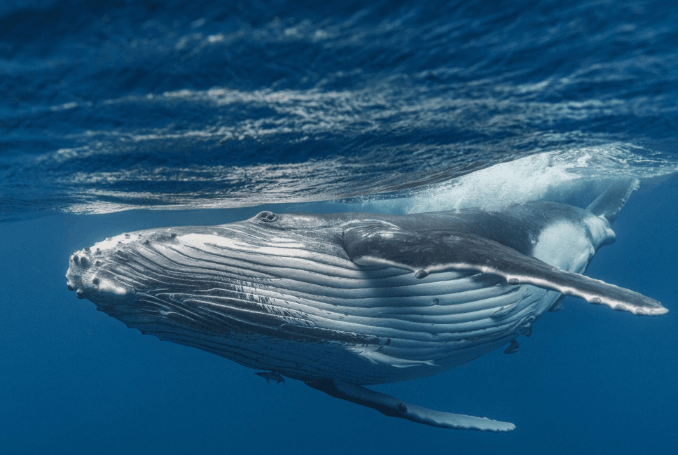 Jak vědci odhadují věk keporkaků - Samaná Bay Whale Watching Guide