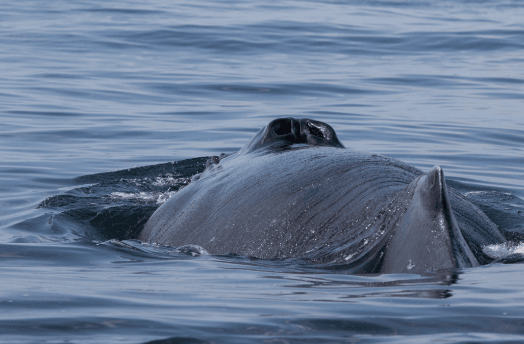 Wie Meeresströmungen die Walbewegung in der Bucht von Samaná beeinflussen - Samaná Bay Whale Watching Guide