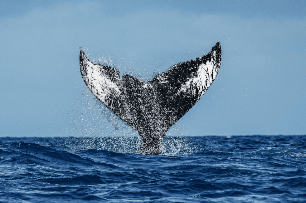 Prohlídka Samaná Whale-Watching Tour odložena? Co dělat