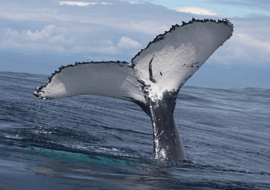 Abfallarmes Reisen in Samaná: Praktische Urlaubstipps - Samaná Bay Whale Watching Guide