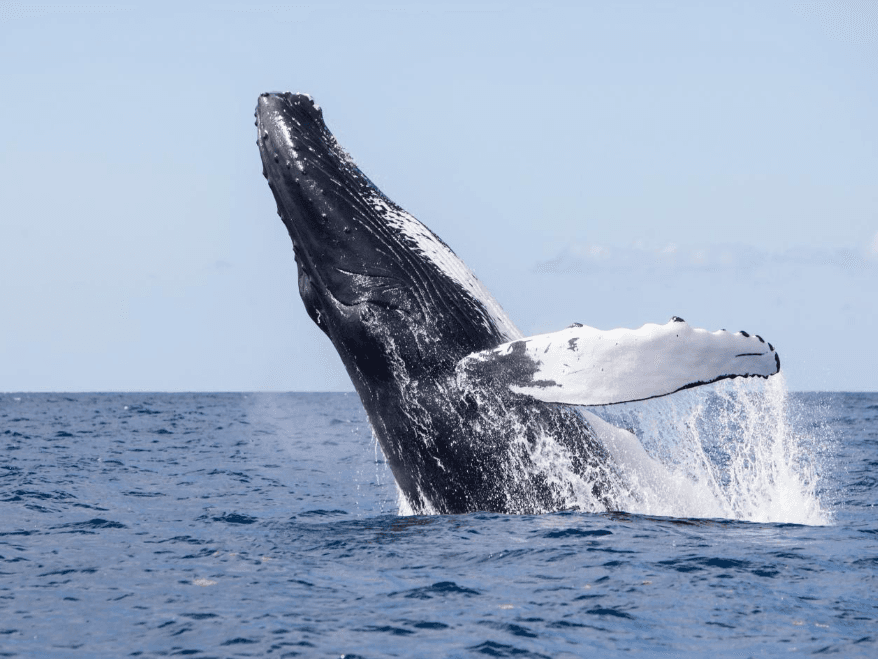 Samaná Bay Whale-Watching Map: Průvodce pro návštěvníky - Samaná Bay Whale Watching Guide