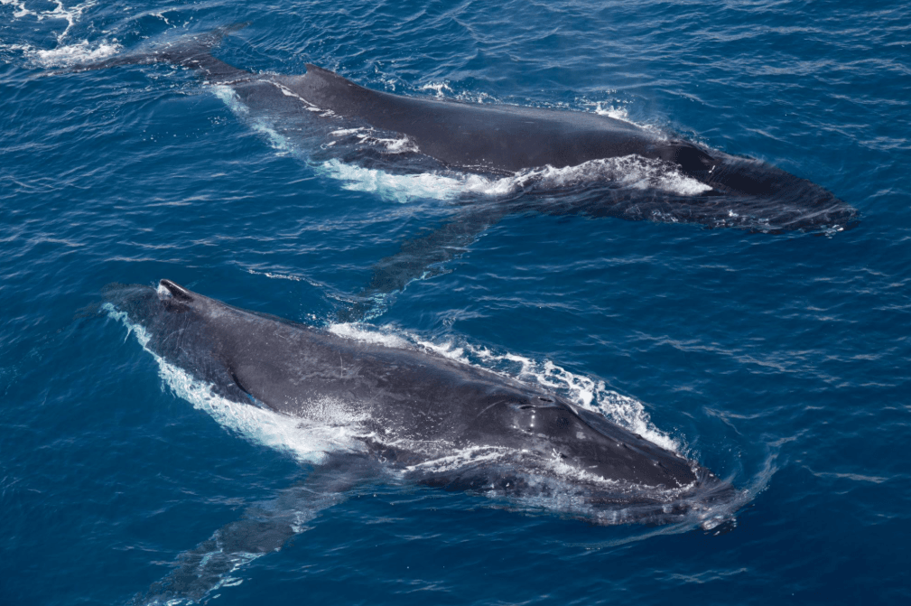 Jak fotografie velryb pomáhají sledovat migraci keporkaků - Samaná Bay Whale Watching Guide