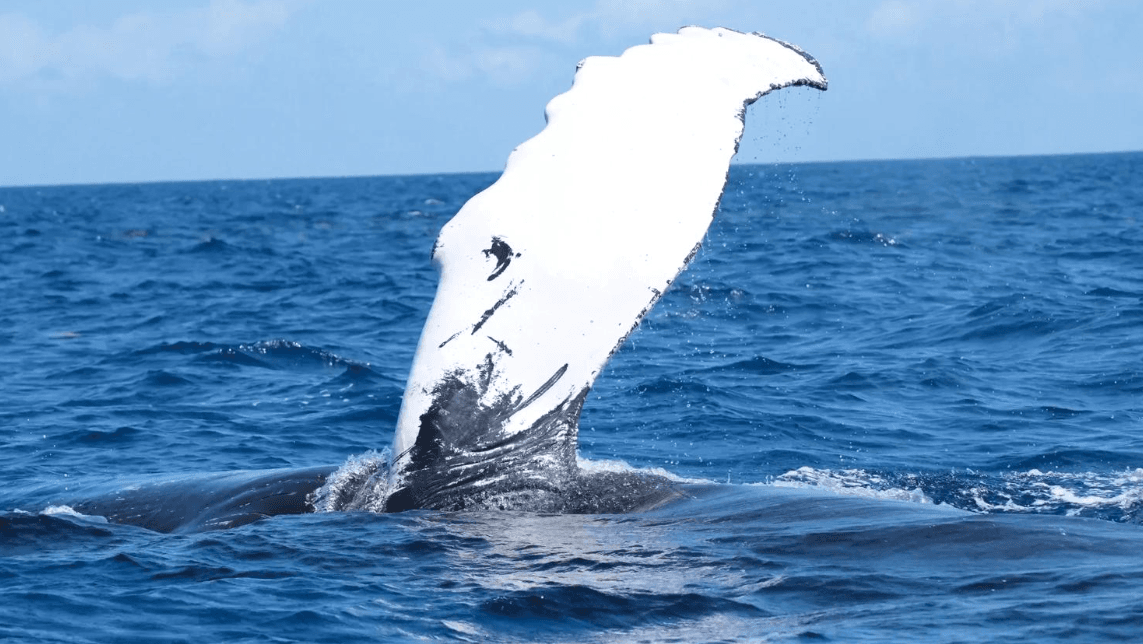 Walsichtung oder Fehlalarm? Reiseführer zur Bucht von Samaná - Samaná Bay Whale Watching Guide