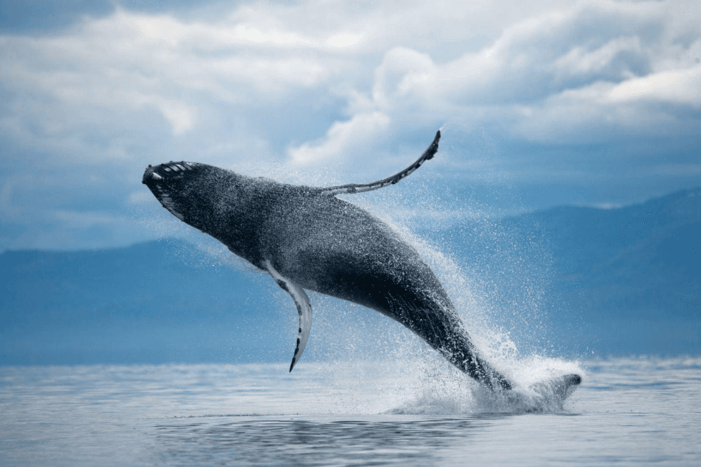 Brustflossen von Buckelwalen: Zweck und Funktion - Samaná Bay Whale Watching Guide