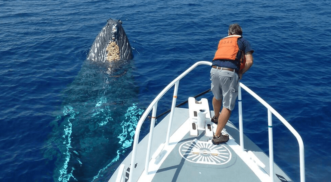 Jak keporkaci uchovávají energii pro migraci - Samaná Bay Whale Watching Guide